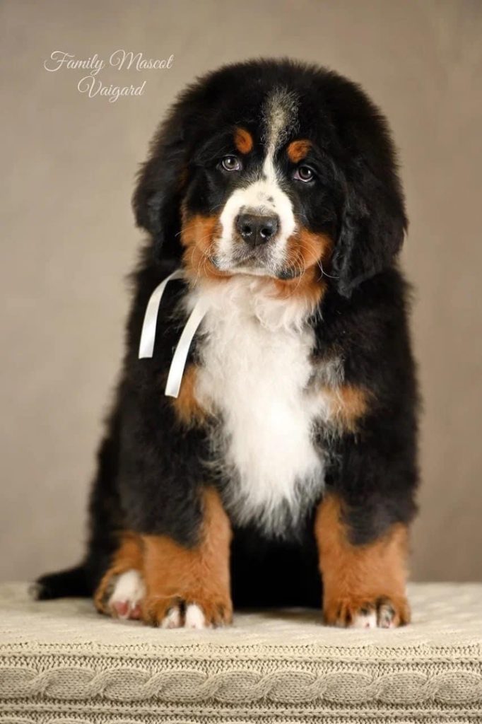 Family Mascot Vaigard