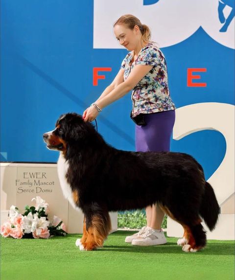 Ewer Family Mascot Serce Domu — фото 3