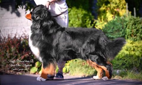 Alpino Orso Maybach
