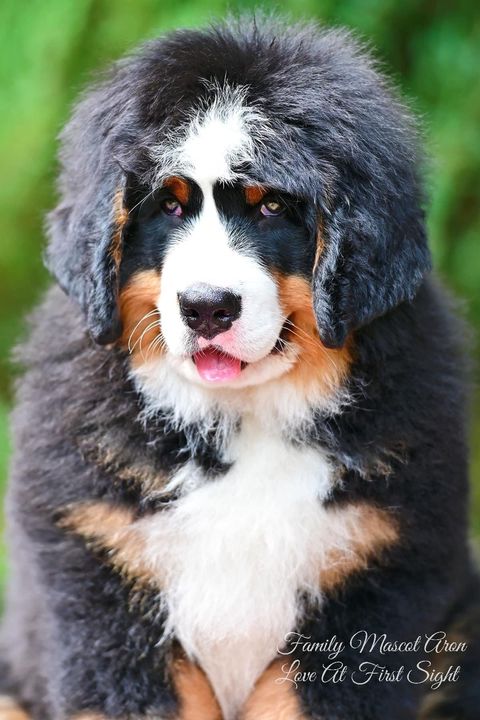 Family Mascot Aron Love At First Sight — фото 23