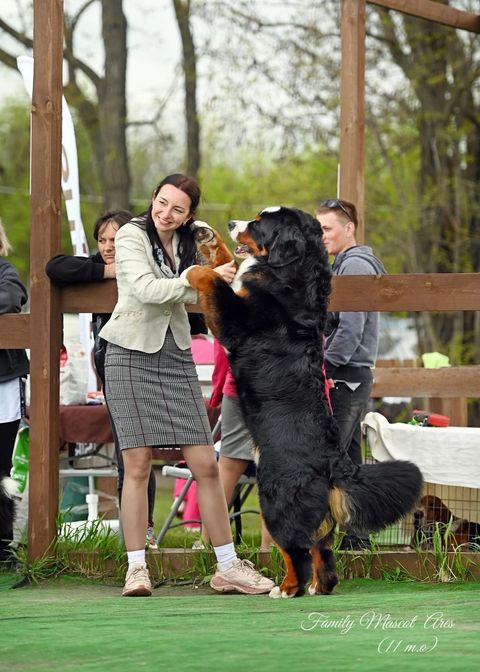 Family Mascot Ares Hitting Targets — фото 81